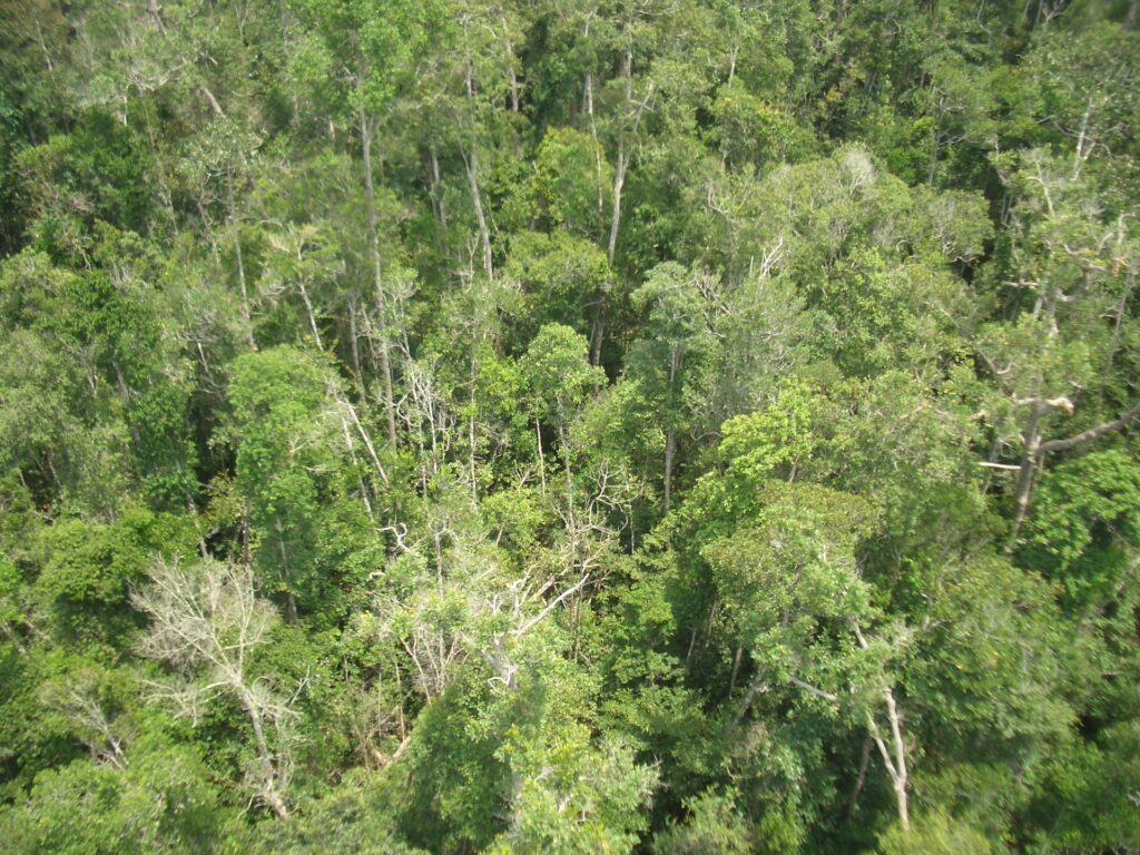 Peat swamp forest. Photo by Sergio Baffoni.
