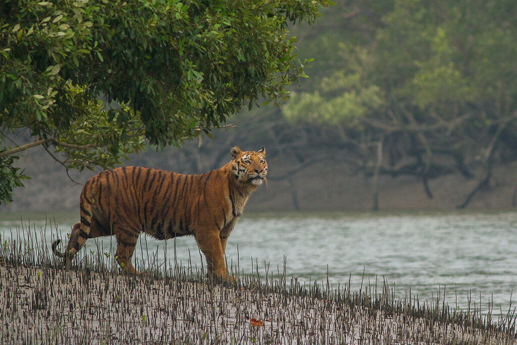 Bangladesh