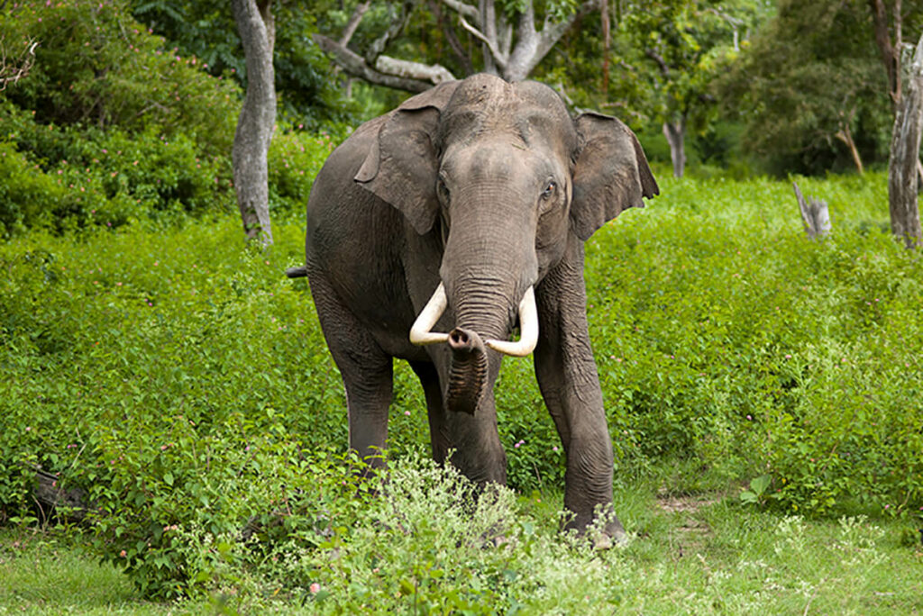Indian elephant, Bandipur National Park/Yathin S Krishnappa