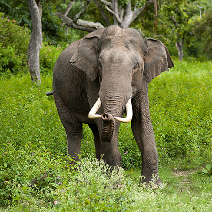 Indian elephant, Bandipur National Park/Yathin S Krishnappa