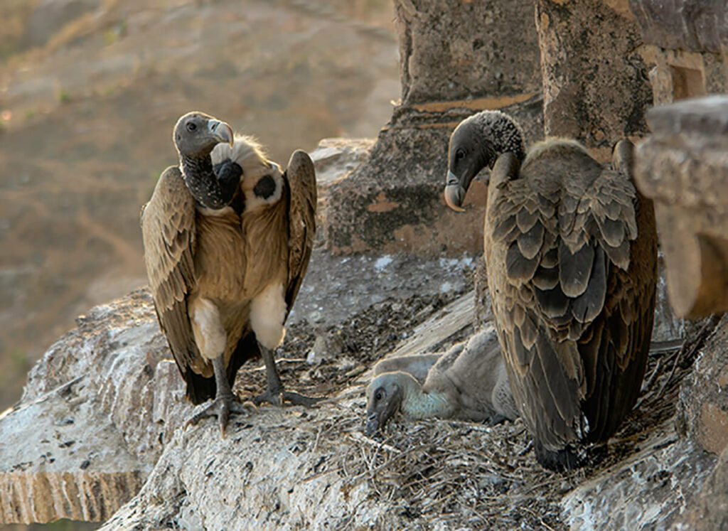 Vultures in the nest, Pradesh, India/© Yann Forget