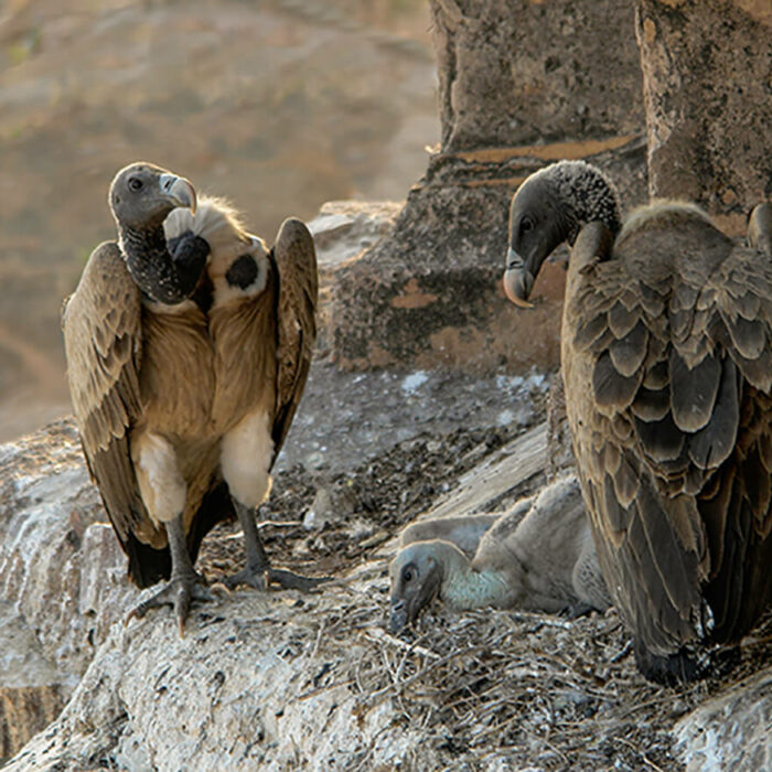 Vultures in the nest, Pradesh, India/© Yann Forget