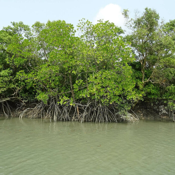 Bangladesh eco region Sundarbans
