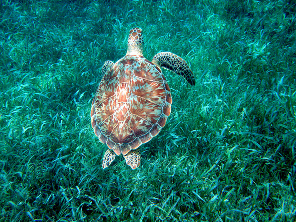 Belize