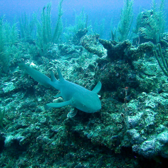 Belize eco region Barrier Reef Reserve System