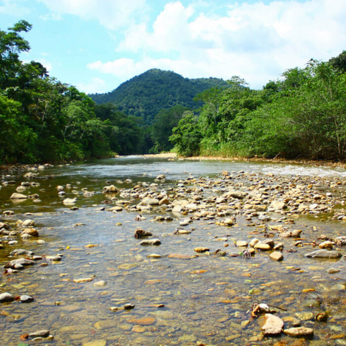 Belize eco region Bladen Nature Reserve