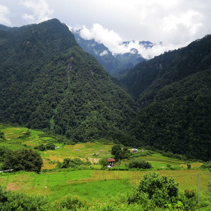 Bhutan eco region Phrumsengla National Park