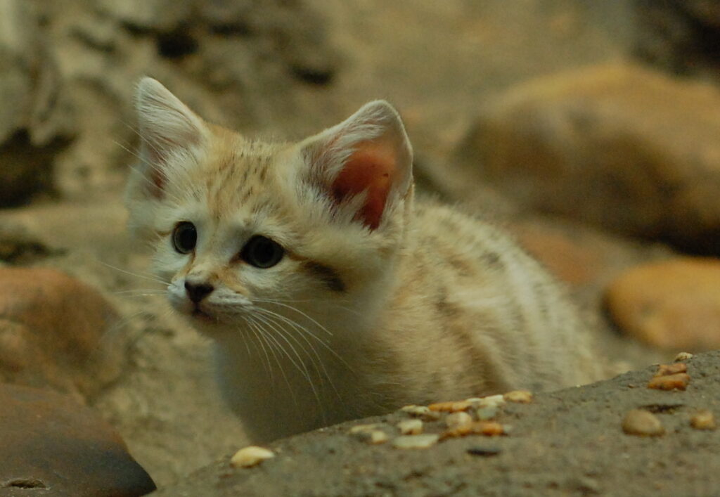 Curious sand cat. Photo by Charles Barilleaux.