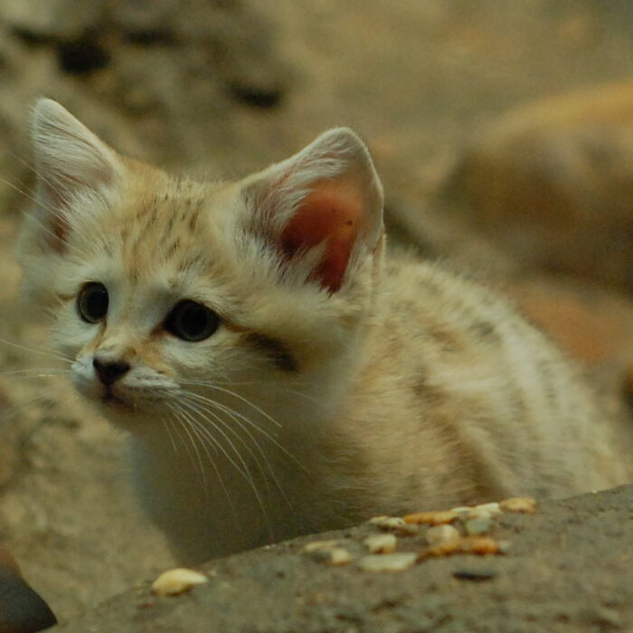 Curious sand cat. Photo by Charles Barilleaux.