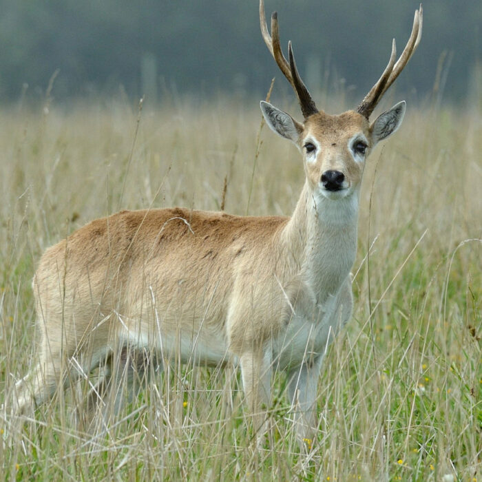 Alert Pampas Deer. Photo by Fedaro.