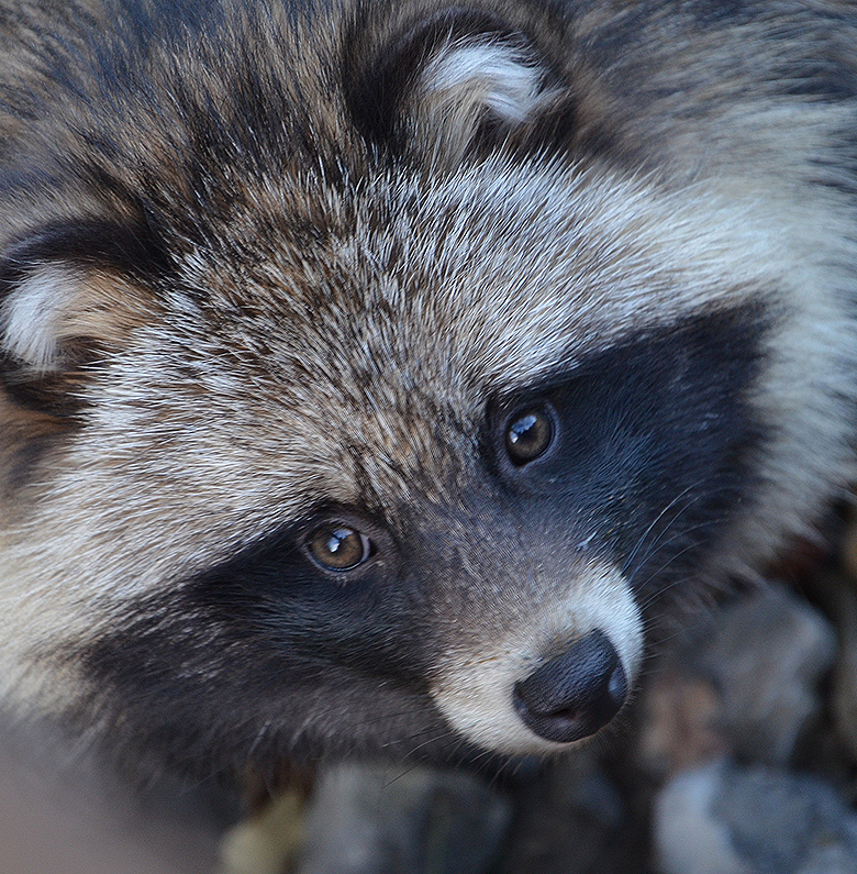 Raccoon Dog. Photo by Bernd Schwabe.