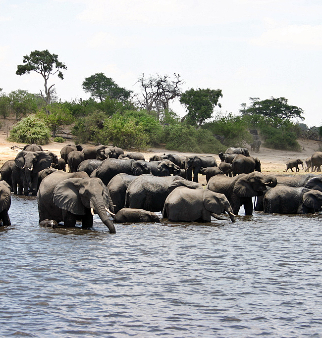 Kavango-Zambezi Transfrontier Area. Photo courtesy of the Creative Commons.