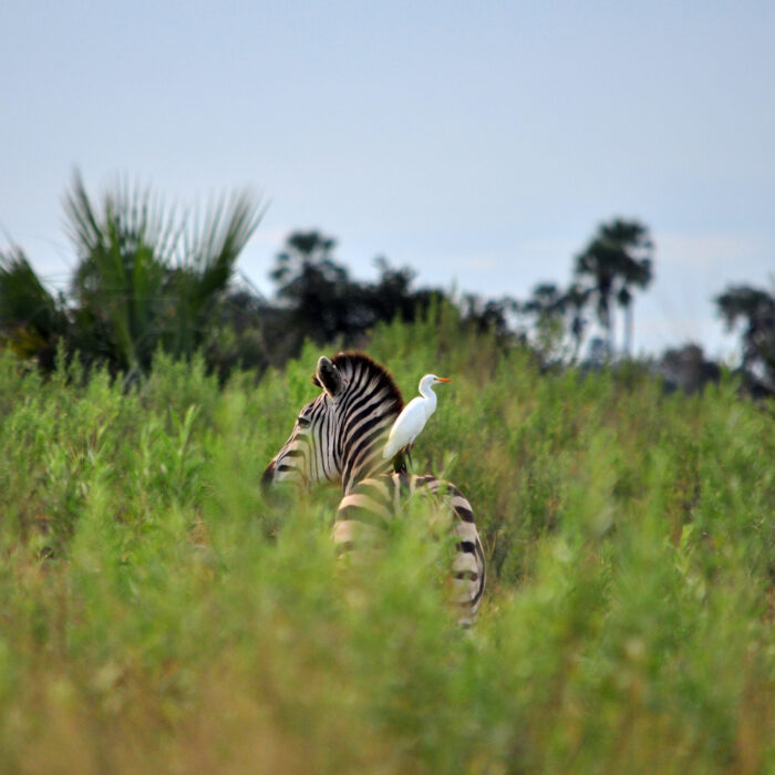 More Game Reserve, Botswana. Photo by Amaryllis Liampoti.