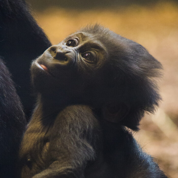 Baby gorilla. Photo by Jeffery Hamilton.