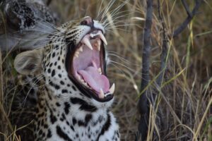 Leopard in Okavango Delta, Botswana. Photo by Andreas Berlin.