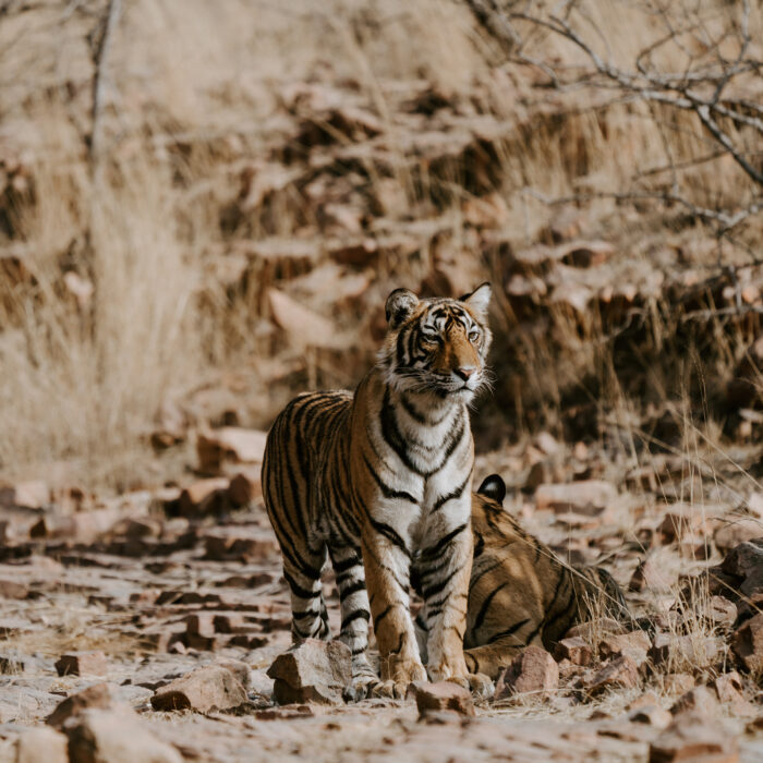 Ranthambore National Park, India. Photo by Annie Spratt.