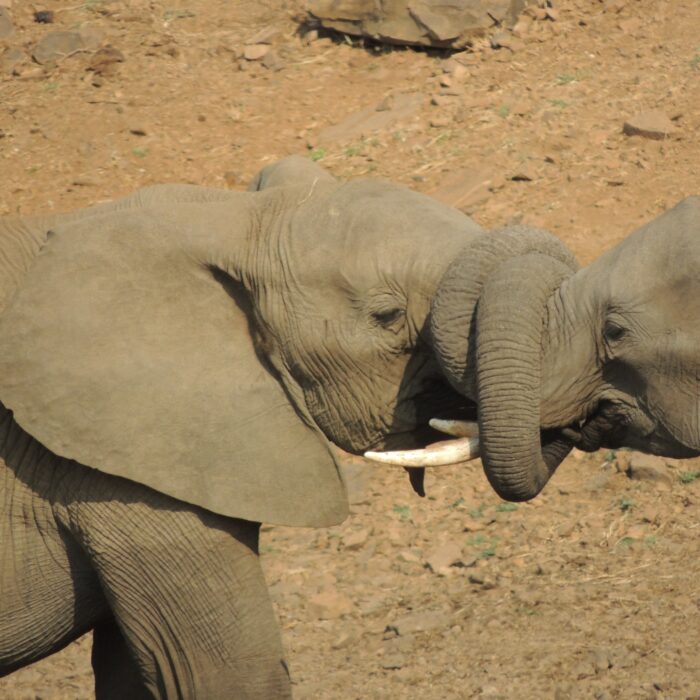 Elephants embrace. Photo by Corentin Marzin.