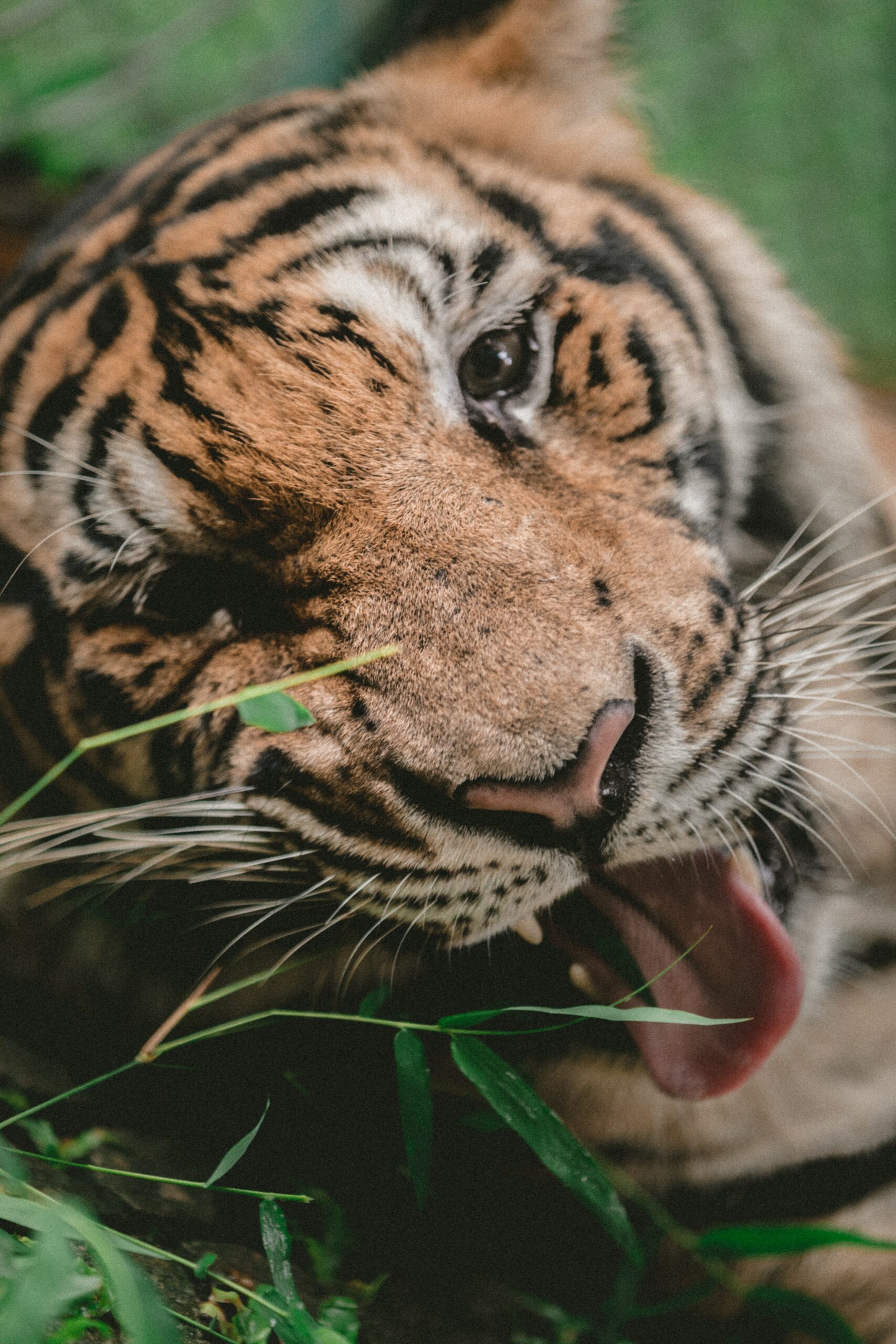 Yawning tiger. Photo by Jakob Owens.