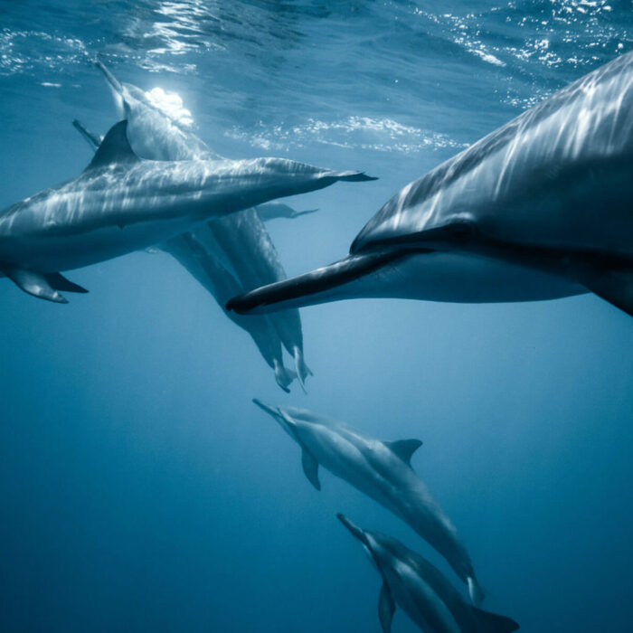 Spinner dolphins, Hawaii, USA/Jeremy Bishop