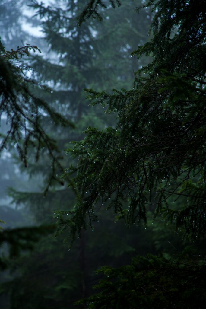 Rain drops on pine needles. Photo by Jonathan Klok.