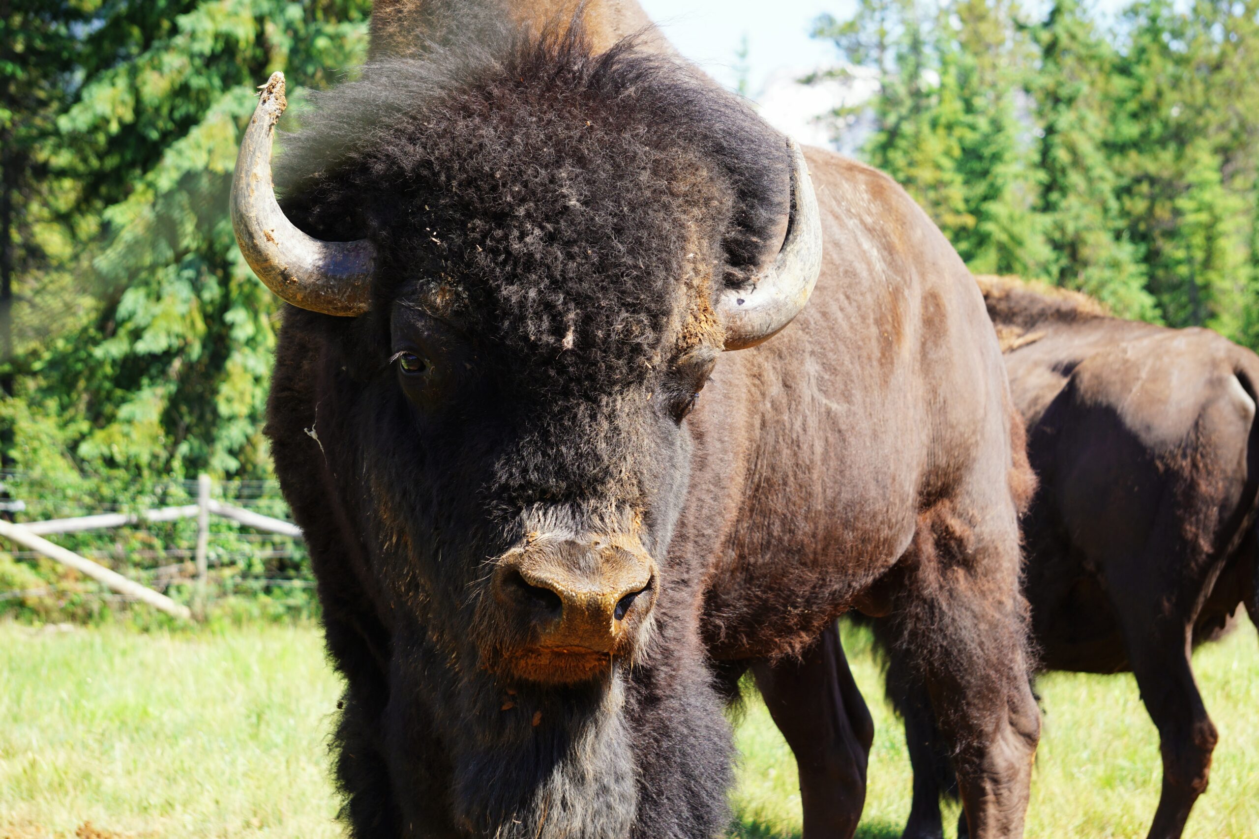Curious bison. Photo by Maarten Van den Heuvel.