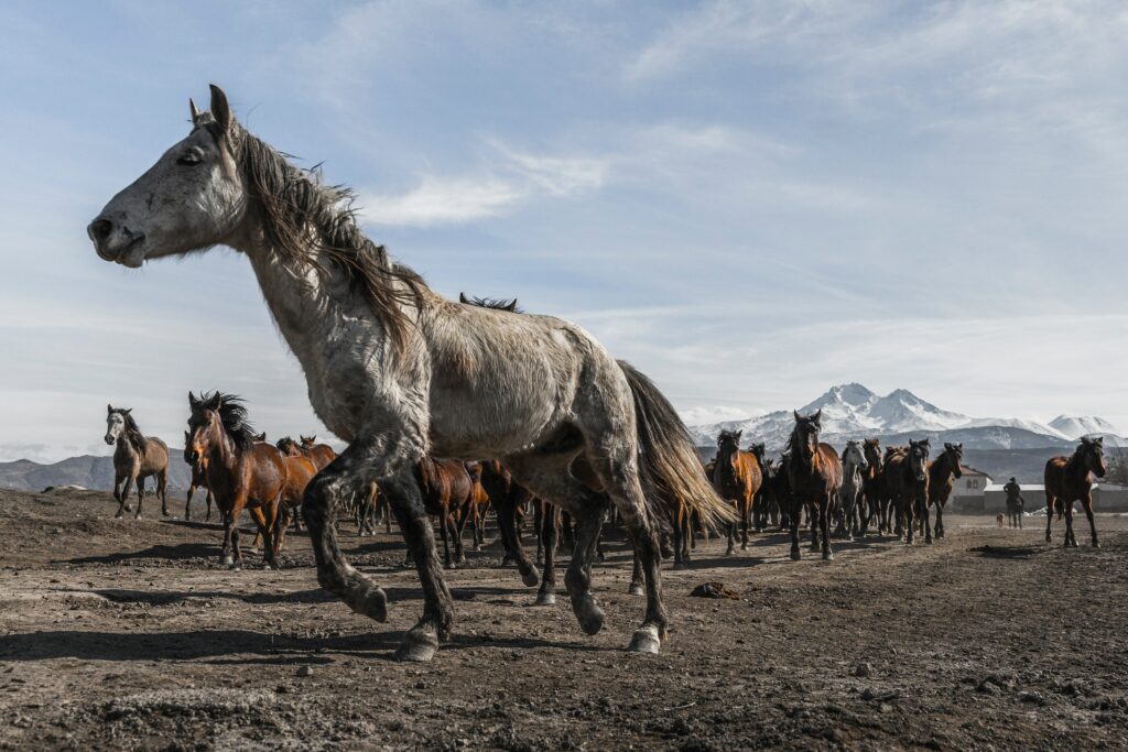 Horses on the steppe. Photo by Mahir Uysal.