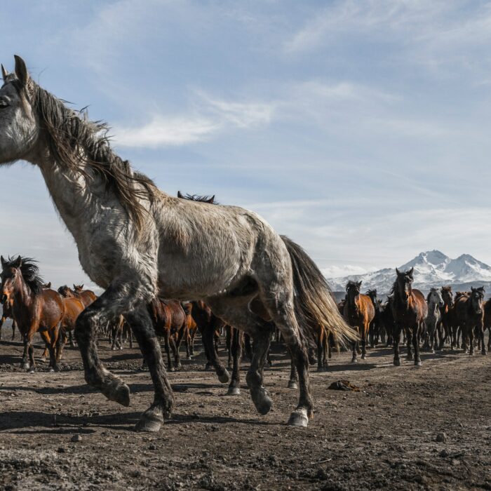 Horses on the steppe. Photo by Mahir Uysal.