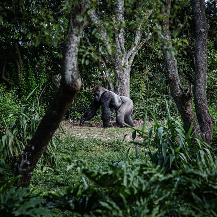 Gorilla in forest. Photo by Mike Arney.