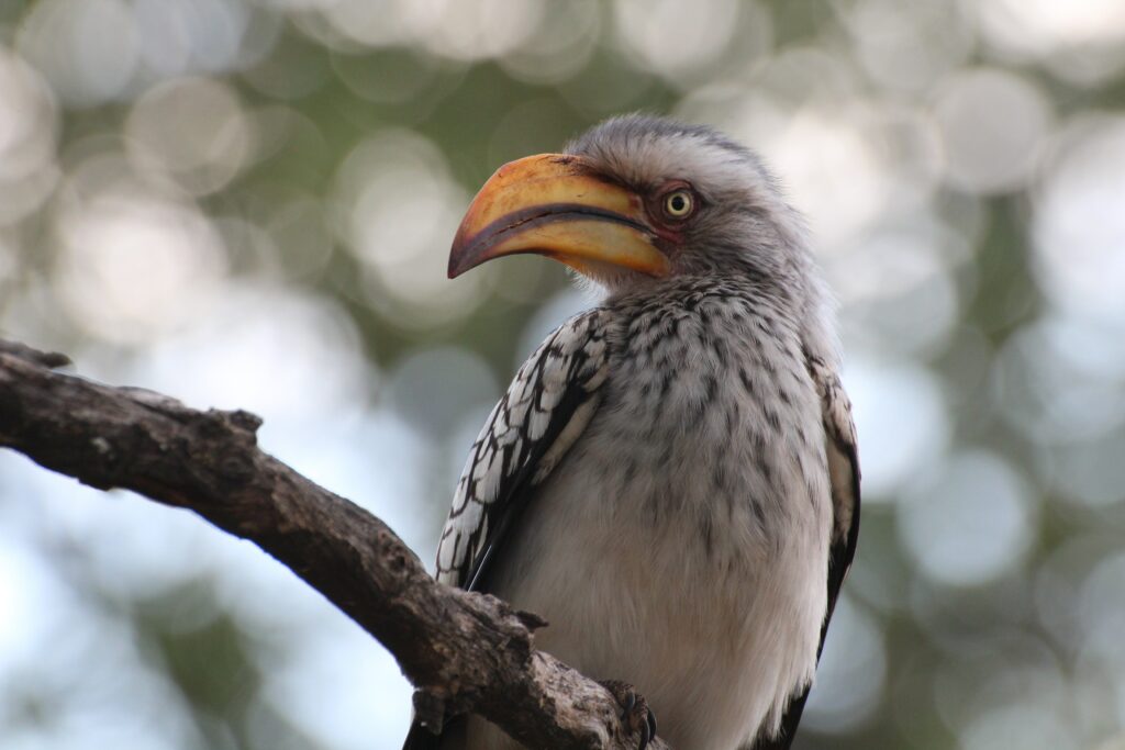 Watchful hornbill. Photo by Mike Holford.