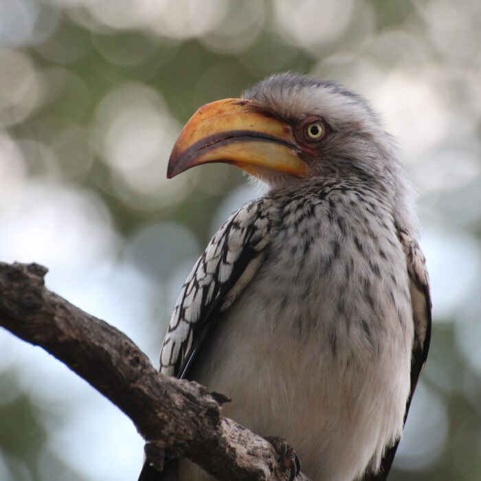 Watchful hornbill. Photo by Mike Holford.