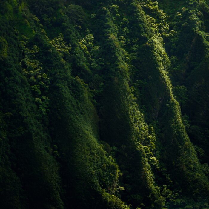Tropical rainforest. Photo by Nathan Ziemanski.