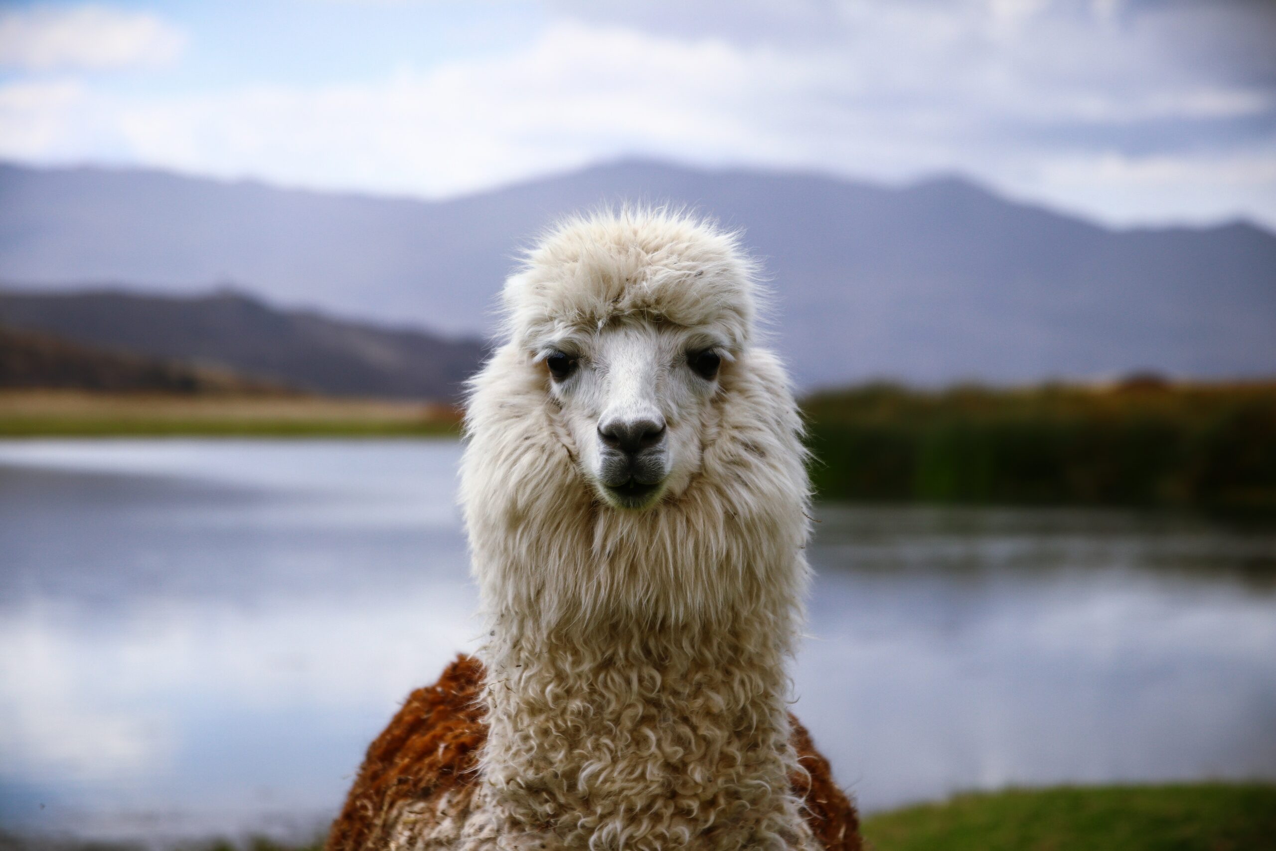 Portrait of a llama, Peru. Photo by Paul Lequay.