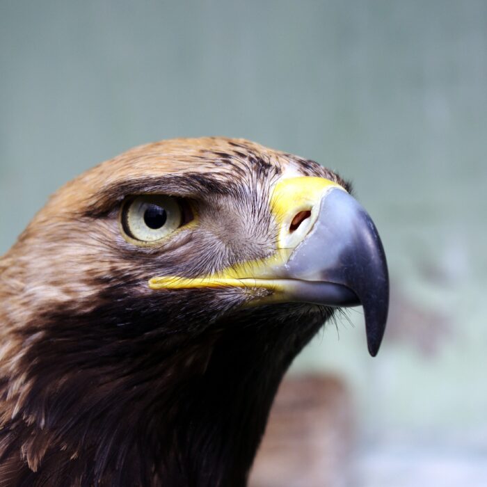 Golden Eagle, Mongolia. Photo by SoloGub.