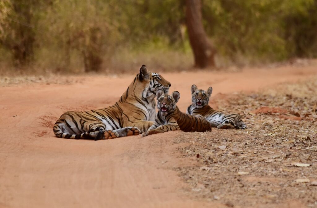 Syna Tiger Resort/Bandhavgarh National Park, Tala, India