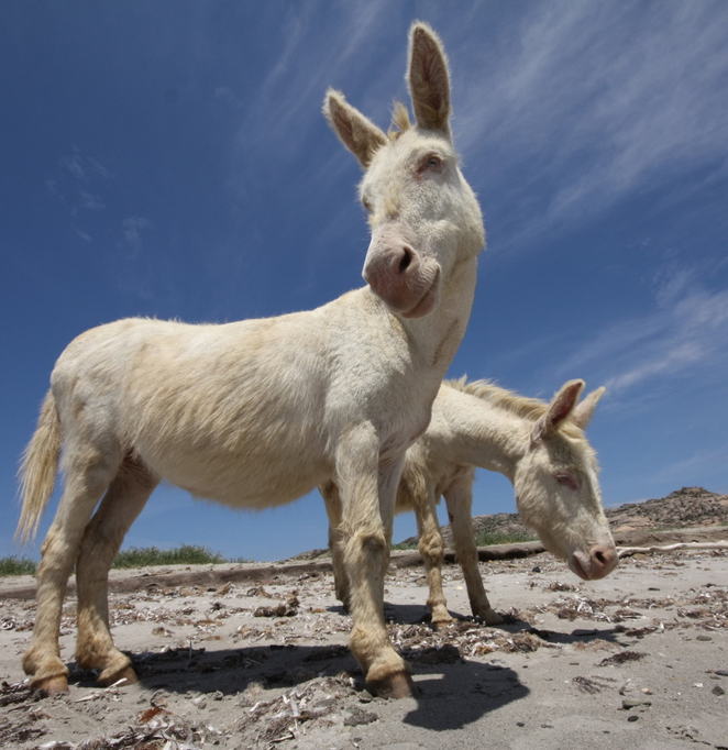 Asinara albino donkey. Photo courtesy of Creative Commons.