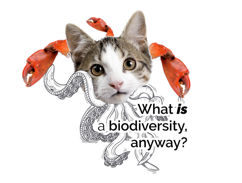 What is a biodiversity? Image by Amy Lewis.