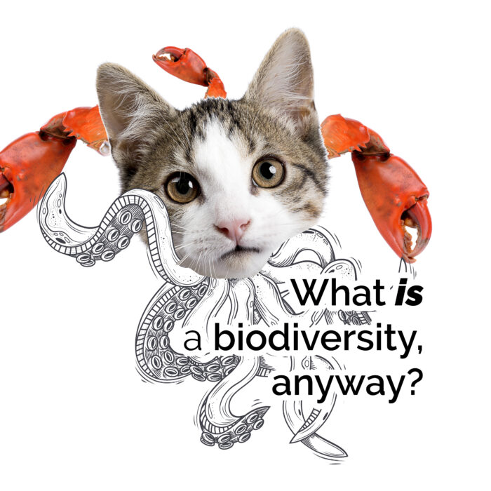 What is a biodiversity? Image by Amy Lewis.