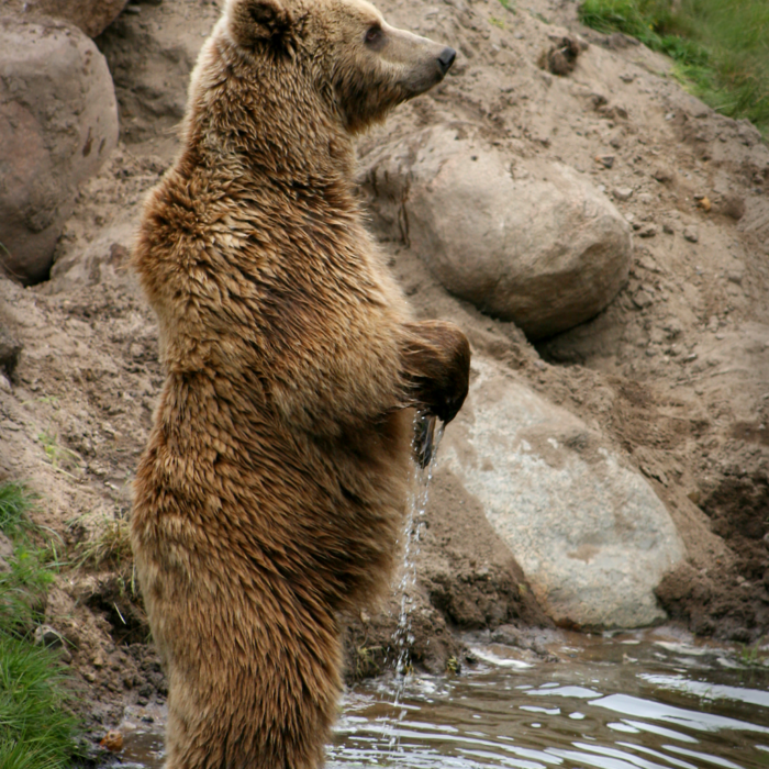 Marsican Brown Bear. Photo by Malene Thyssen.