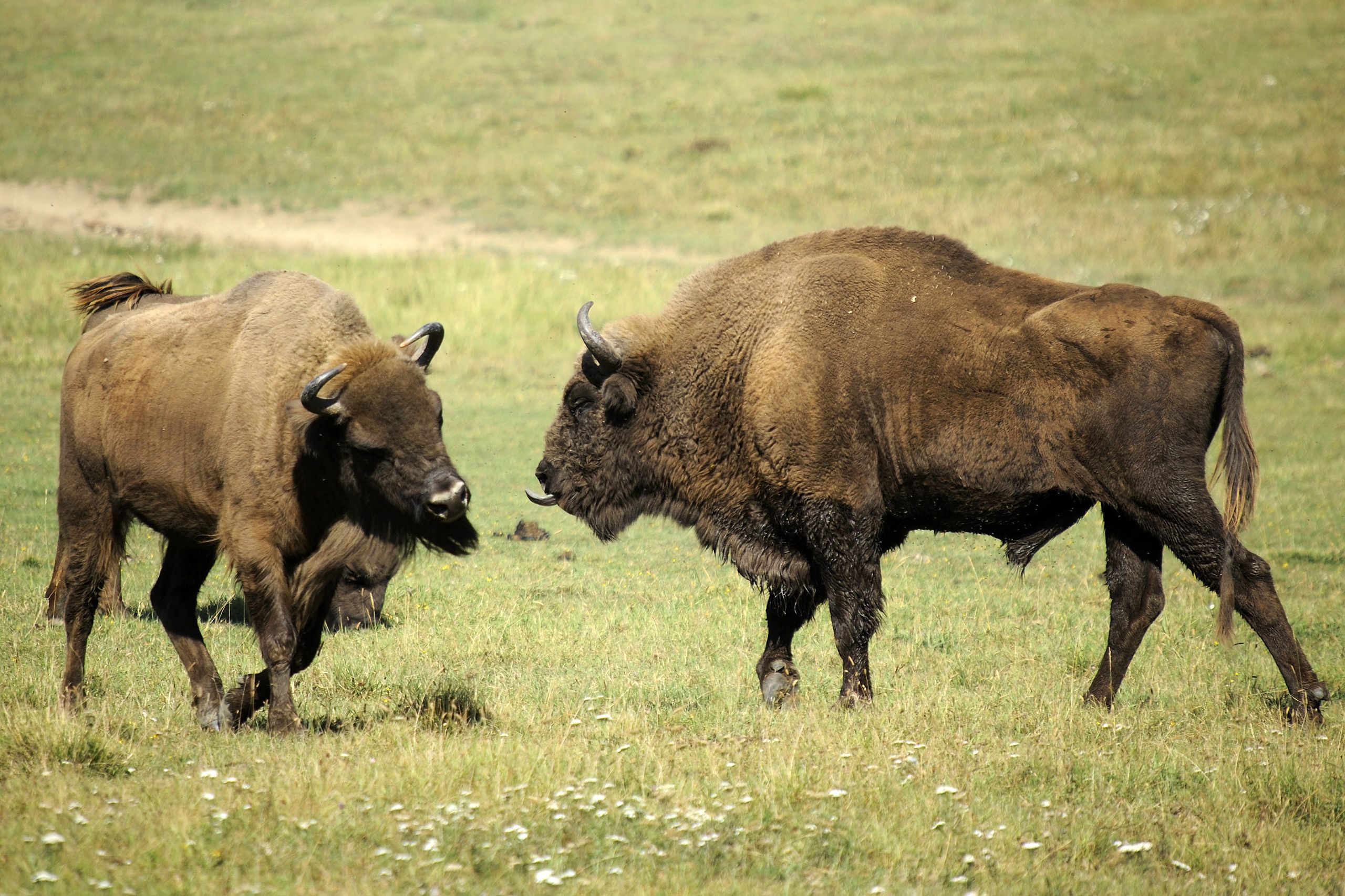 Sparring European bison. Photo by Valene Aure.
