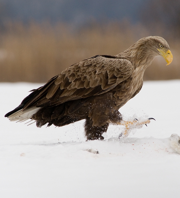 White-tailed eagle. Photo by Bohus Cicel.