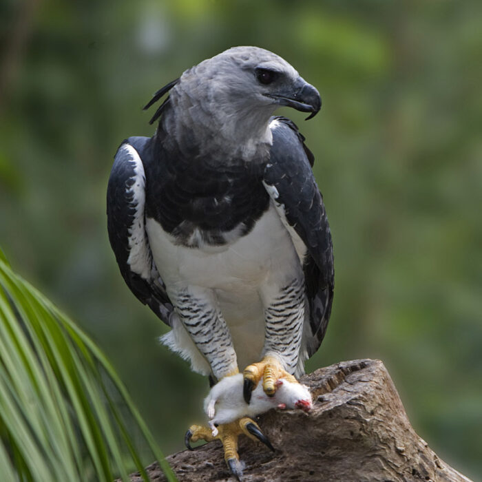 Harpy Eagle, Mexico. Photo courtesy of the Creative Commons.