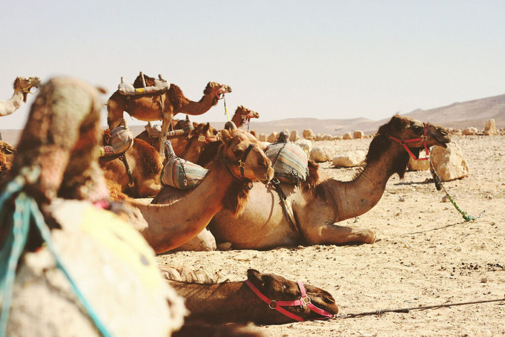 Camels in the desert/ Photo by James Ballard