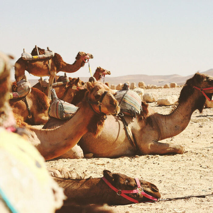 Camels in the desert/ Photo by James Ballard
