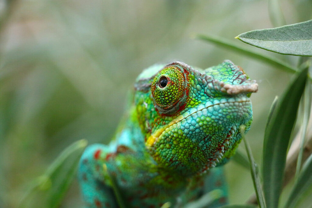 Madagascar