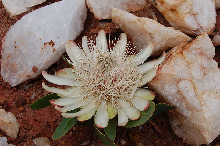 Malawi