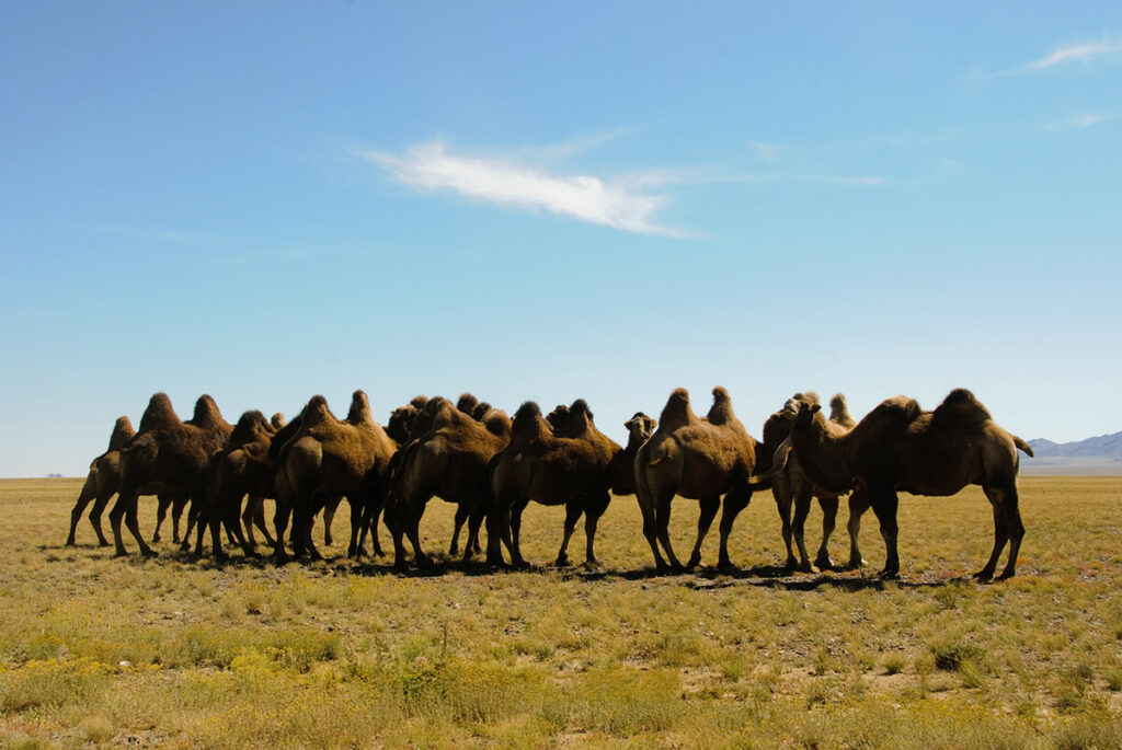 Mongolia