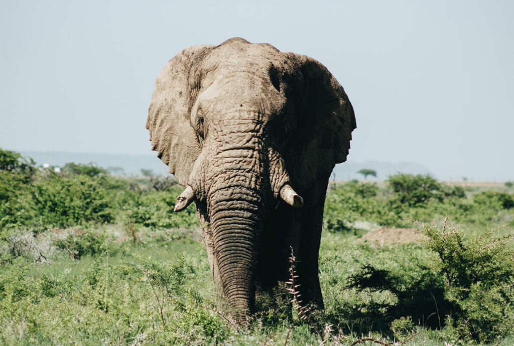 Elephant in Mozambique/Wade Lambert