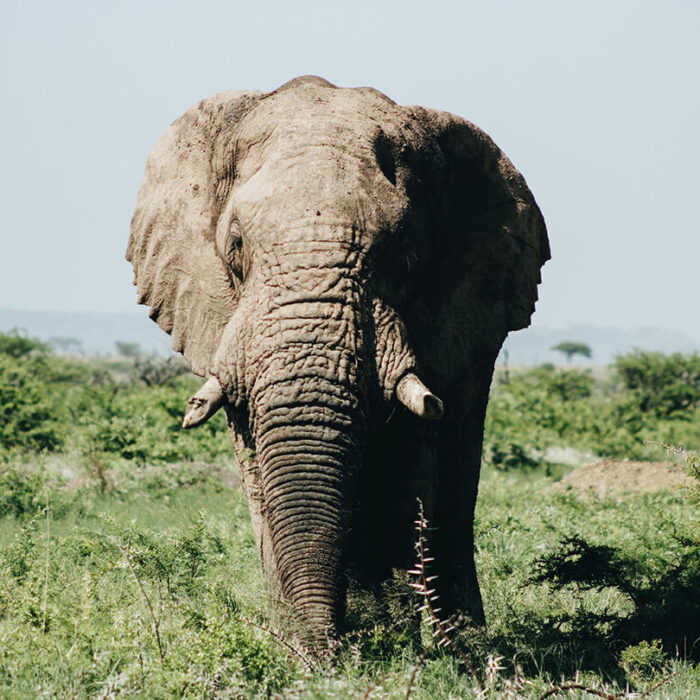 Elephant in Mozambique/Wade Lambert