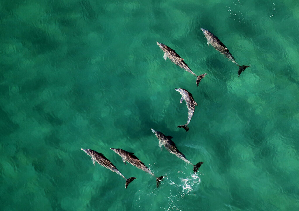 Playful dolphins/Ashes Sitoula