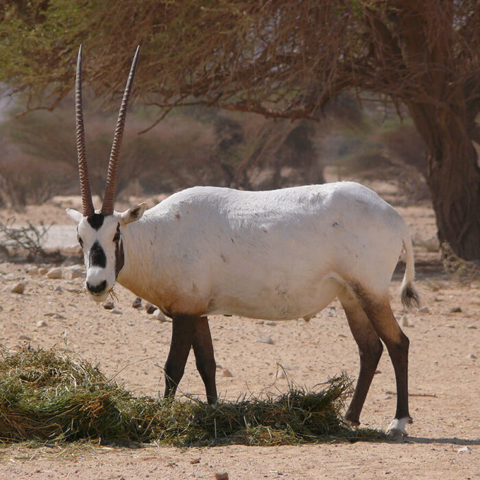 Oman The Arabian Oryx Sanctuary